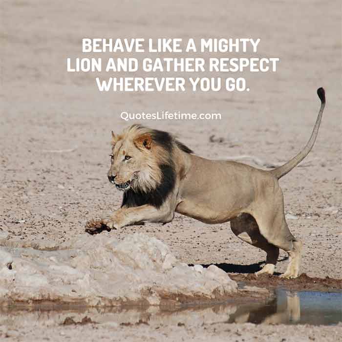 150+ Lion Quotes And Sayings With Images For Motivation